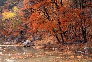 fall-foliage-tx-maples-stream