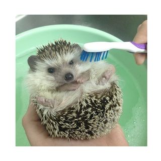 pygmy hedgehog with tooth brush and water