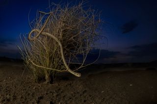 A snake in a the desert in India