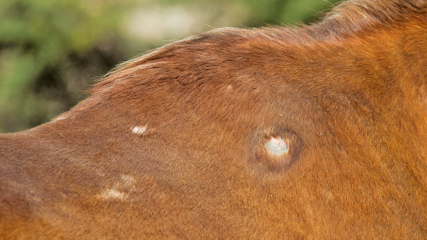 DJ1HHW Domestic horse Saddle sore