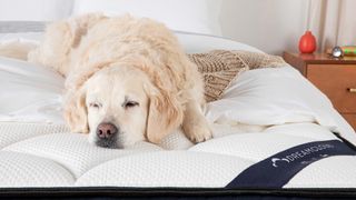 The DreamCloud mattress has a quilted top with cashmere blend cover, shown here with a golden retriever dog sleeping on top of it