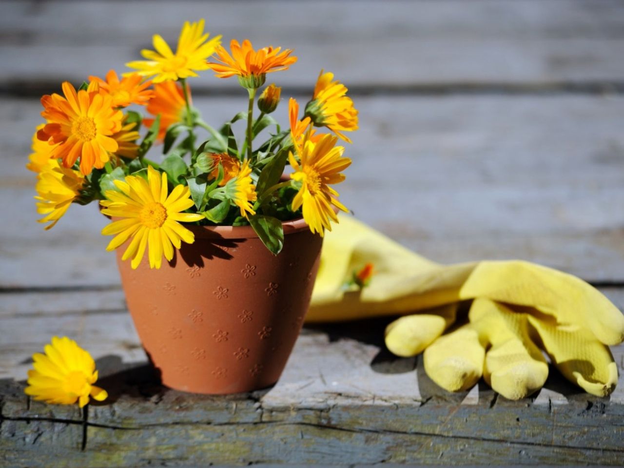 A Potted Calendula Plant