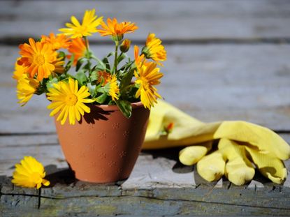 8 Reasons to Grow Calendula Flowers in Your Garden - Our Future Homestead