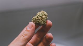 marijuana, cannabis
