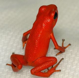 Poison arrow frog.