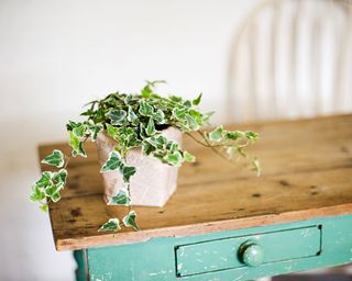 English ivy plant on wooden tables