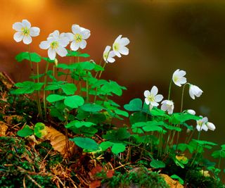 wood sorrel in bloom and growing wild