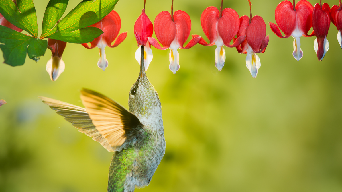 I Love the Idea of Creating a Stop-And-Fuel Garden for Hummingbirds This August – You Only Need 3 Things