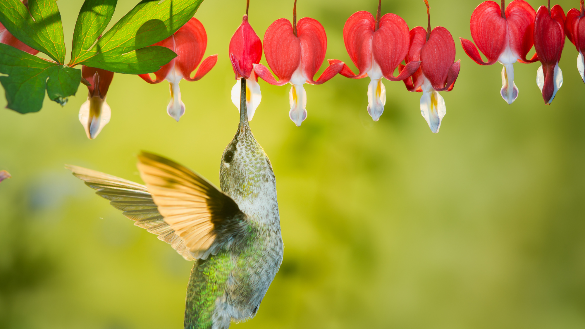 This is a photograph of a female hummingbird visiting bleeding heart flowers in a stop-and-fuel garden