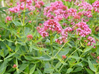 Jupiter's Beard Plant