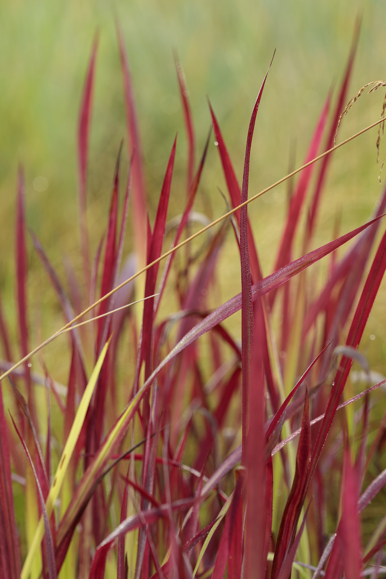 Different types of grasses at Knoll Garden, Dorset