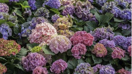 Are hydrangeas deer-resistant?