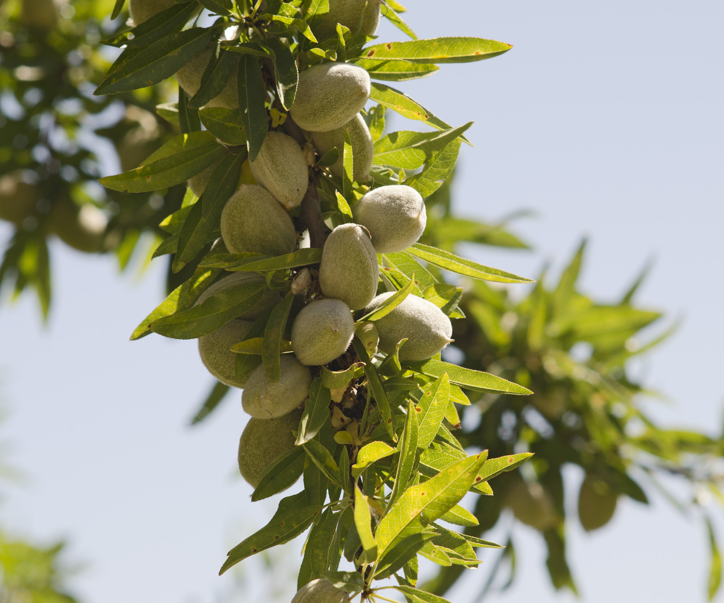 Lots of green almond fruits are growing on a branch in a sunny orchard
