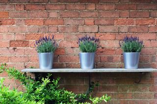 three pots of lavender in front of a brick wall