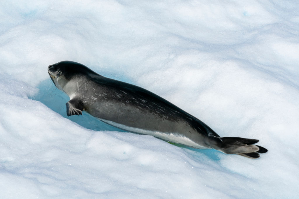 Ross Seal (Ommatophoca rossii) resting on an iceberg, Larsen B Ice Shelf, Weddell Sea, Antarctica. (Photo by: Sergio Pitamitz/VW Pics/Universal Images Group via Getty Images)