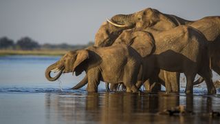 a group of elephants drinks from a watering hole