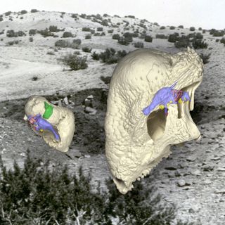The preserved remains of Triopticus (left) show the evolution of a thickened, domed skull in the Triassic Period, 150 million years before the evolution of the famous dome-headed pachycephalosaur dinosaurs, such as Stegoceras (right). The background image shows the field site in Texas where WPA crews found it in 1940.