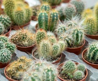 small potted cacti in tray