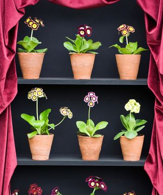 auricula plant theater with primula in terracotta pots on black painted shelves