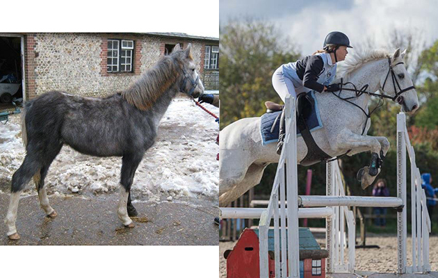 &ldquo;Here is my horse firstly at three-months-old when his first owner picked him up from the slaughter house as he was brought in with other foals as part of a cull and then last month at six-years-old&rdquo; &mdash; Diane Hodgson