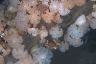 habcam, ocean habitat, marine life images