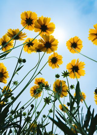 Bright Flowers