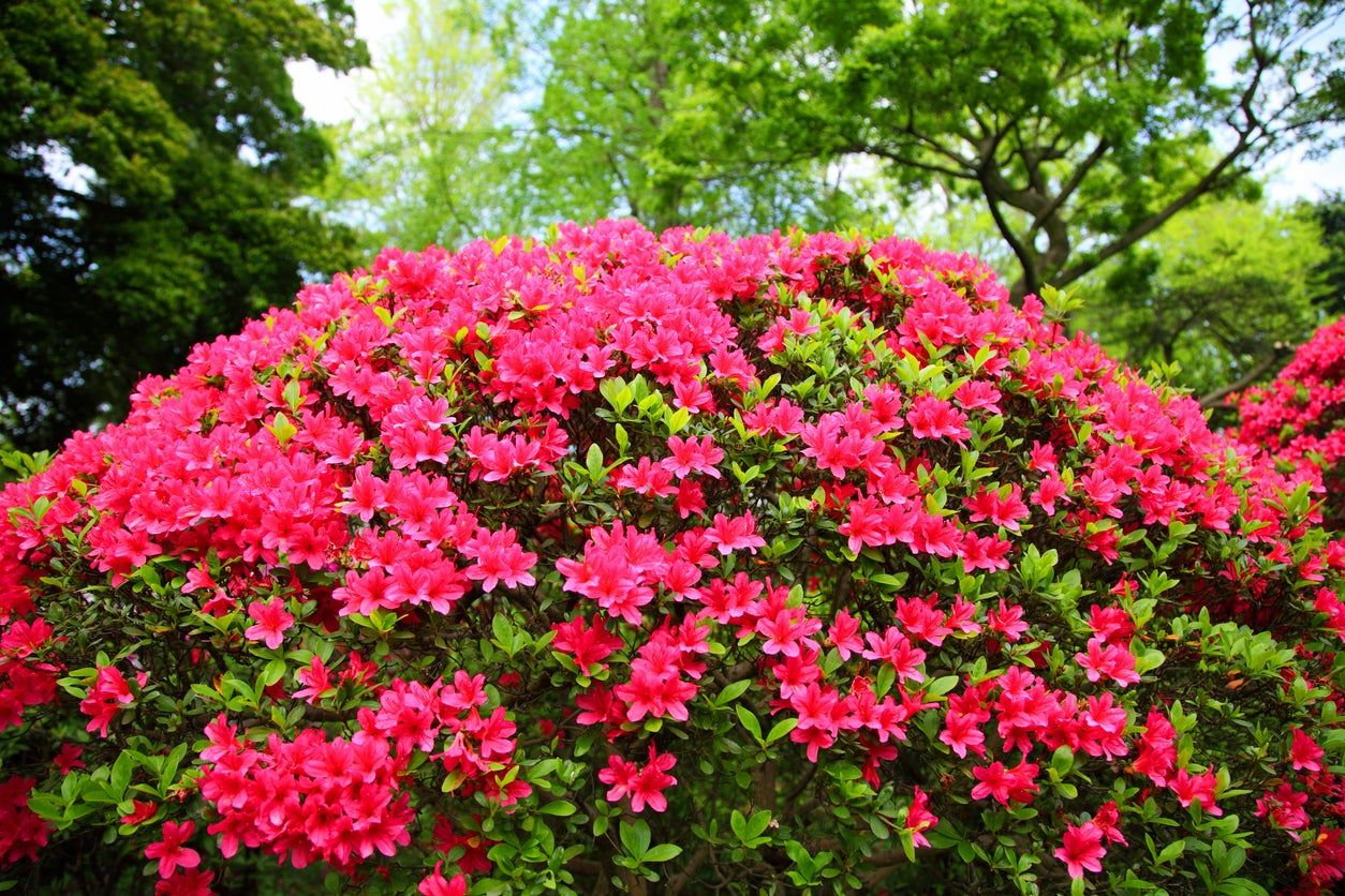 azalea