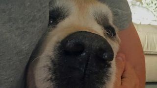 A labrador's amazingly developed nose