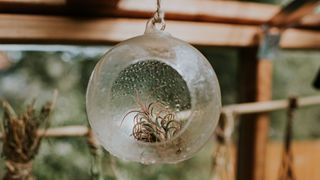 Air Plants (Tillandsia) hanging in a glass bauble freshly misted