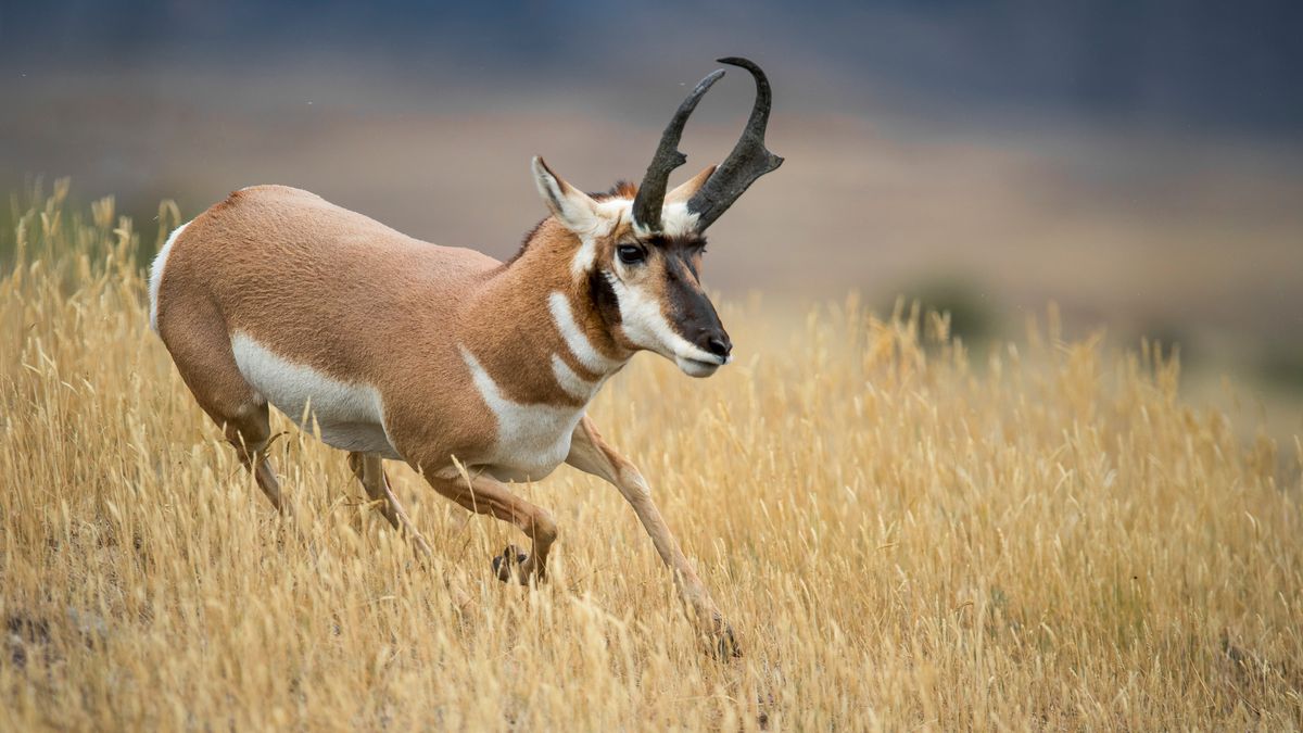 Pronghorn buck in field