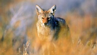 Coyote standing in field