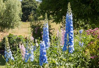 how to grow delphiniums: Delphiniums in the sun