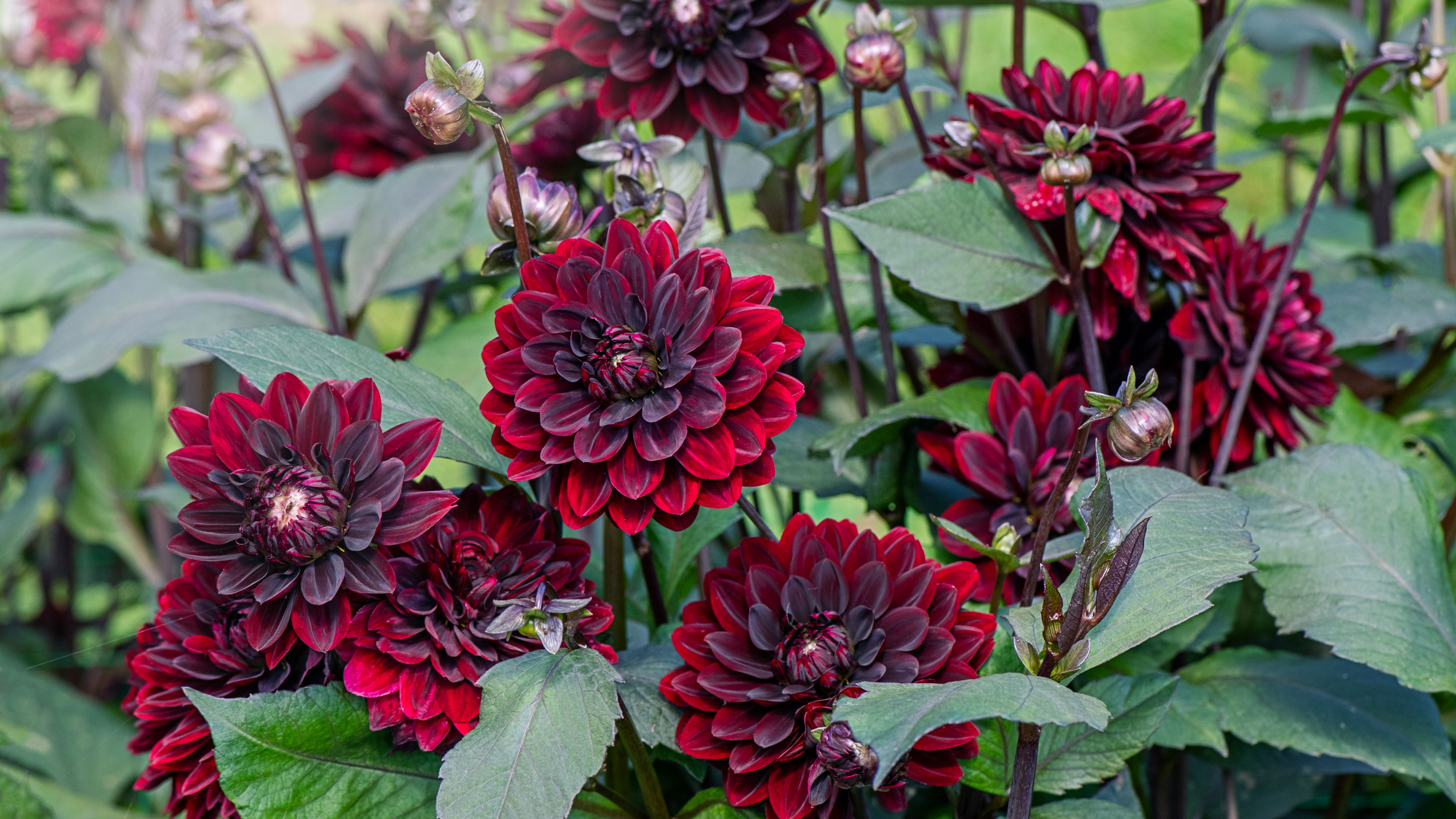Red dahlias with green leaves