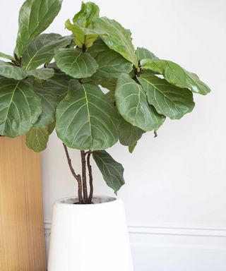 fiddle leaf fig in white pot