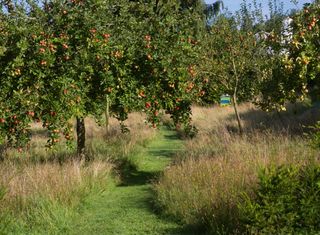 Mown path through a meadow and orchard