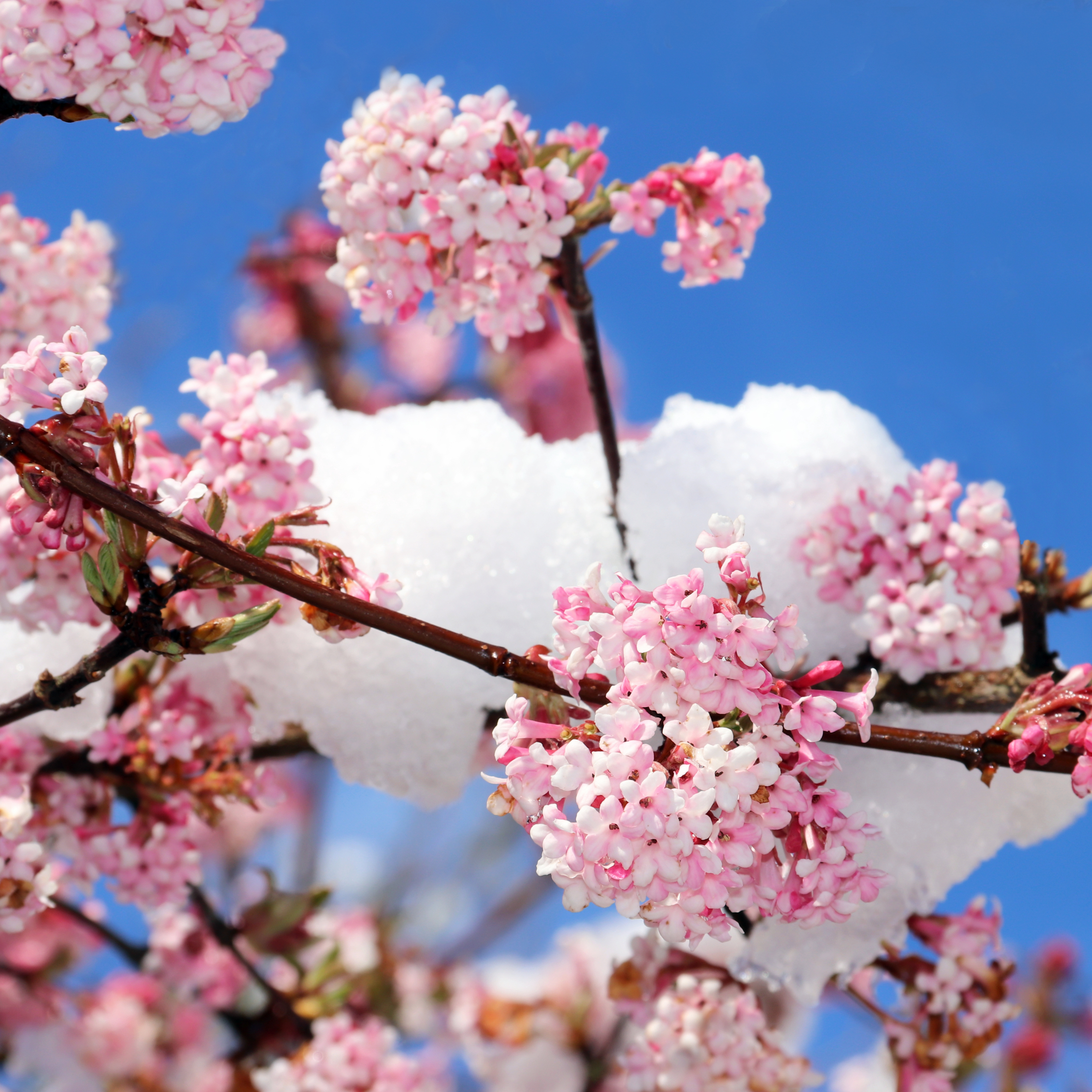 winter bloomer branches with pink viburnum blossoms covered with snow