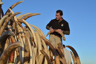 On Nov. 14, 2013, the U.S. Fish and Wildlife Service (FWS) destroyed its stockpile of seized ivory.