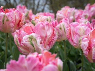 pink parrot tulips