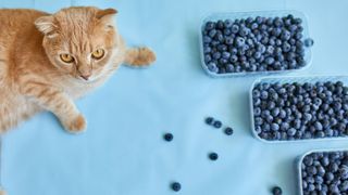 cat sitting next to blueberry containers