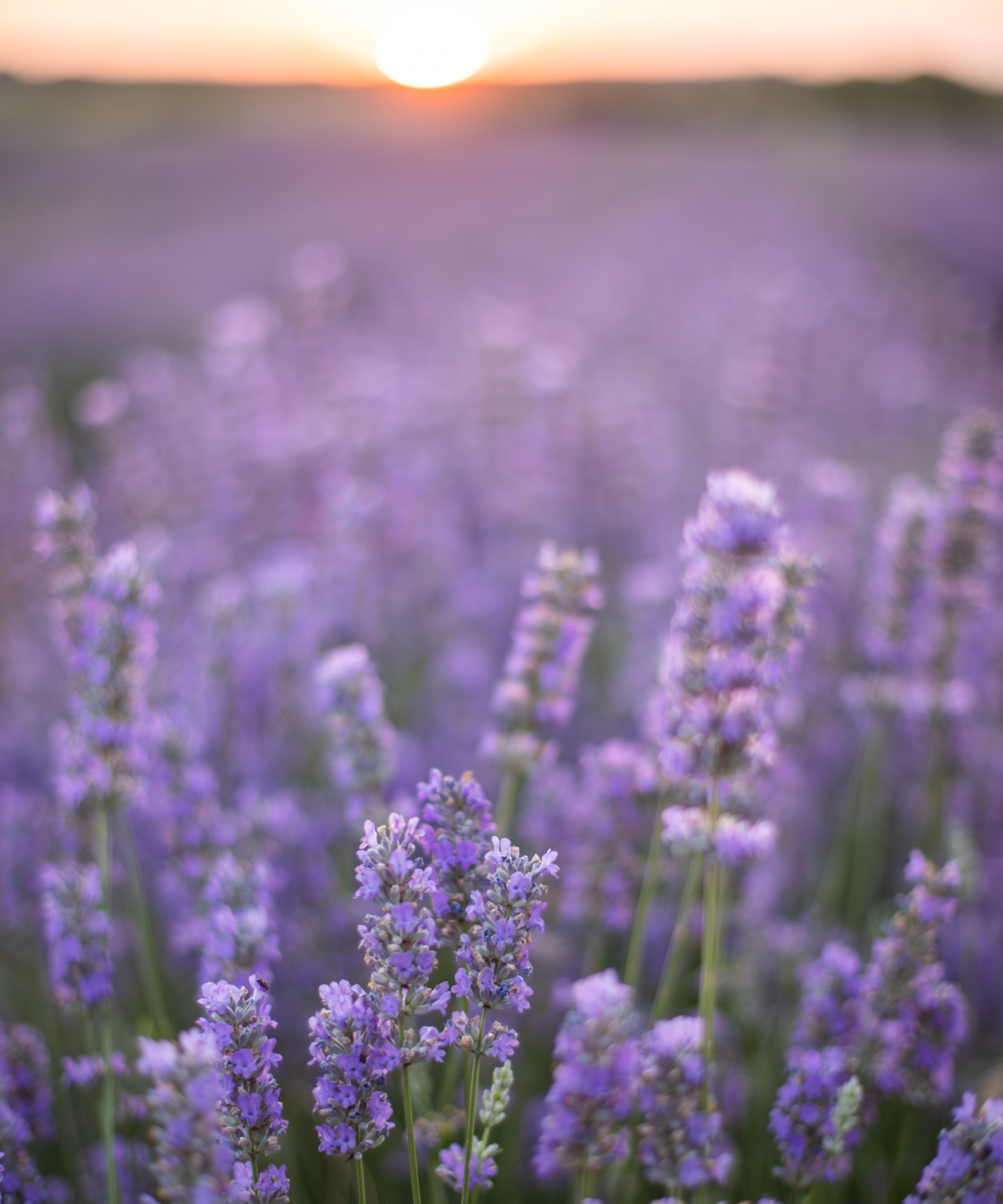 field of lavender in full flower at sunset