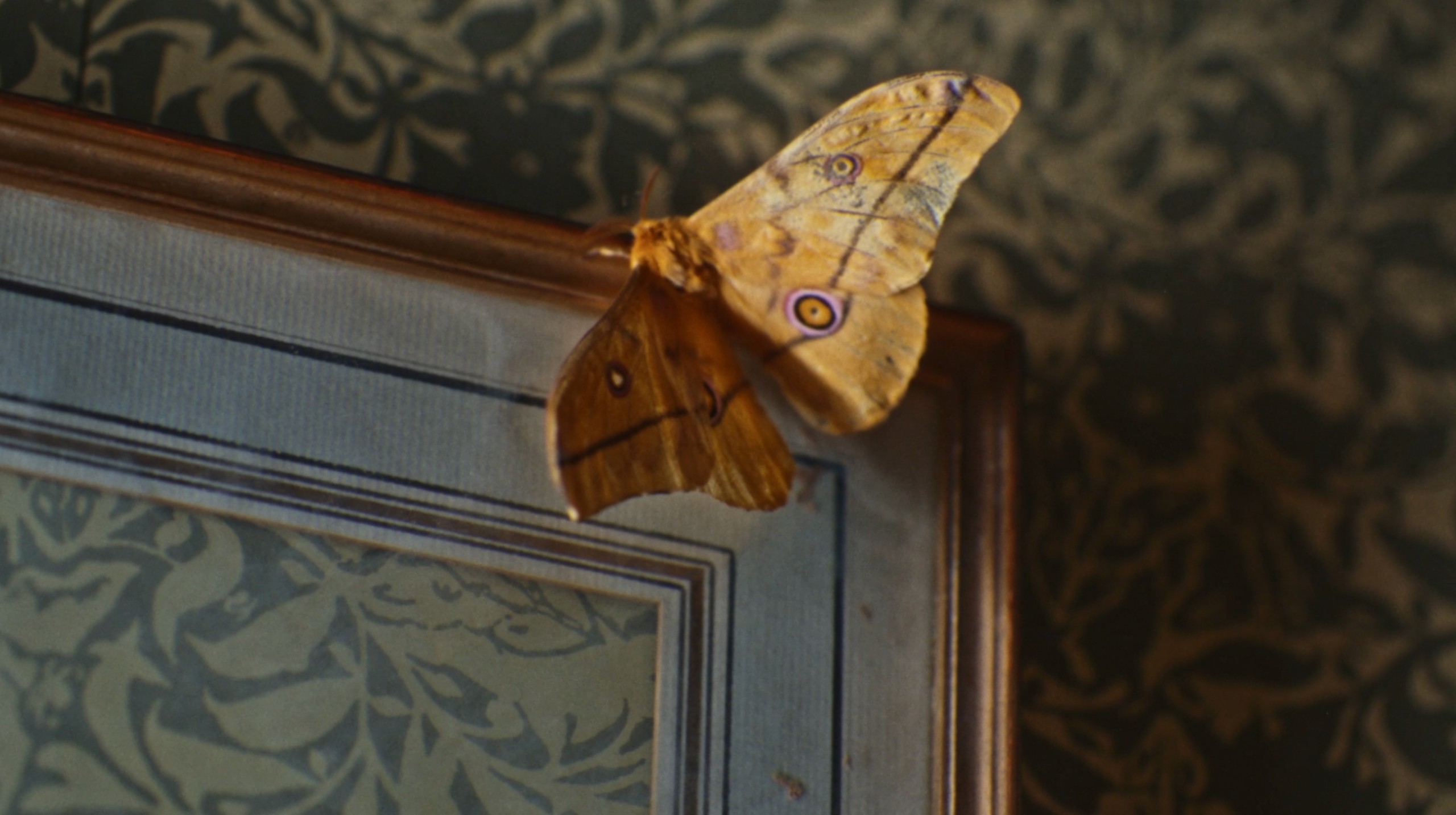 butterfly on door