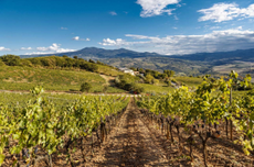 Decanter Brunello masterclass NYC