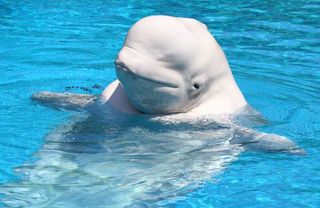 Beluga whale