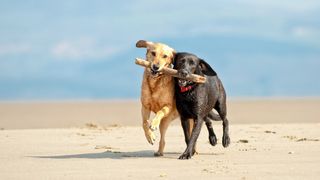 Two dogs on the beach holding a stick between their mouths