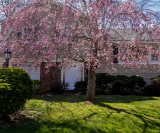 A flowering pink dogwood tree in the front yard of a house