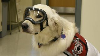 Hero dogs: Sampson in PPE