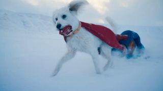 a white dog drags a man in a blue jumpsuit through the snow.