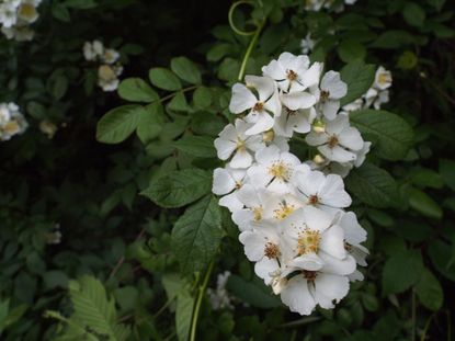 White Flowering Plant