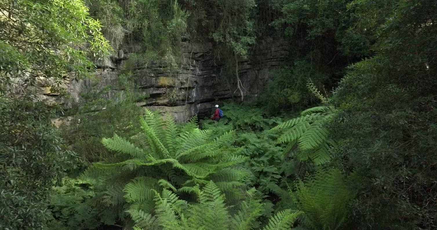 A wide shot of a team of researchers entering a cave in a lush forest