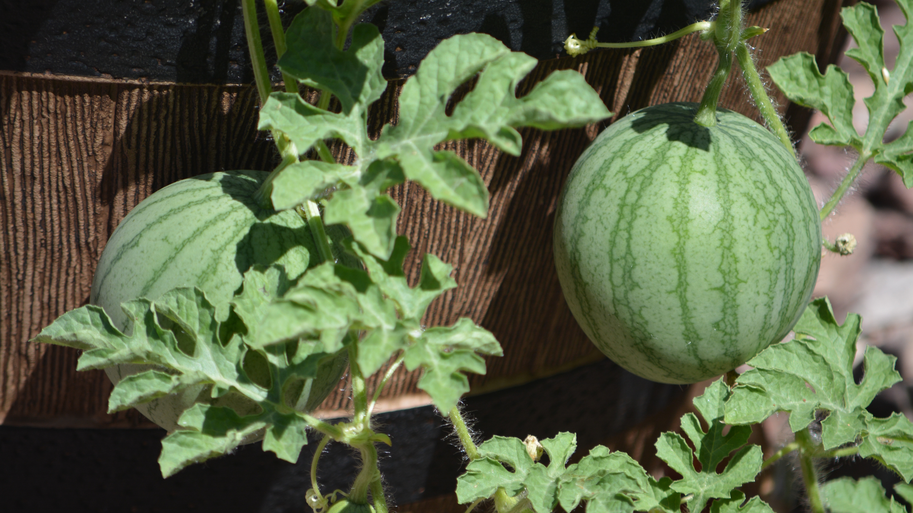 Two watermelons are growing on vines sprawling out of a wooden planter